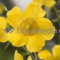 HYPERICUM
